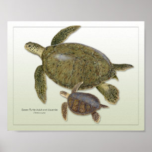 Groene Schildpad Volwassen en Juveniele Print