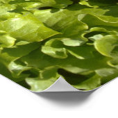 Groene sla poster (Hoek)