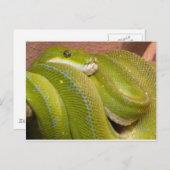groene slang briefkaart (Voorkant / Achterkant)