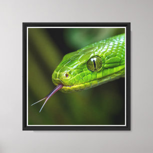Groene Slangenkop Canvas Afdruk