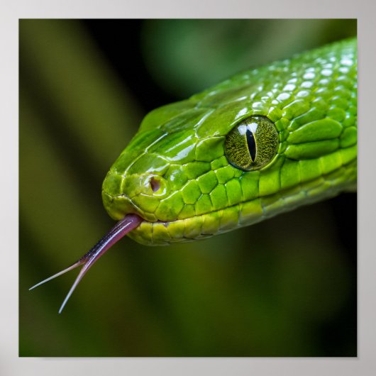 Groene Slangenkop Poster (Voorkant)