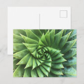Groene Spiraal Aloë Polyphylla Briefkaart (Voorkant / Achterkant)