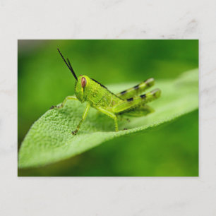 Groene sprinkhaan nimf op een blad briefkaart
