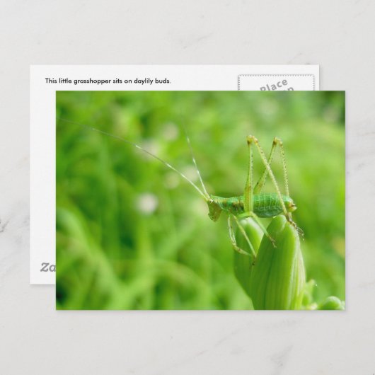 Groene sprinkhaan op het Briefkaart van Daylily Bu (Voorkant / Achterkant)