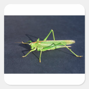 Groene sprinkhaan zittend op zwarte achtergrond.JP Vierkante Sticker