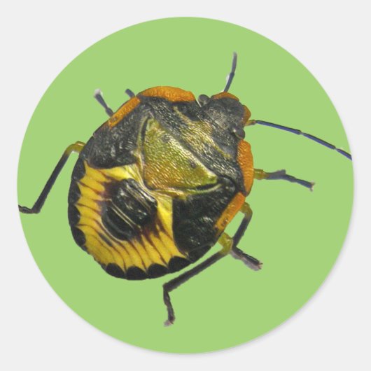 Groene Stink Bug Nymph Coördinerende Punten Ronde Sticker (Voorkant)