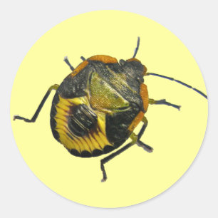 Groene Stink Bug Nymph Coördinerende Punten Ronde Sticker