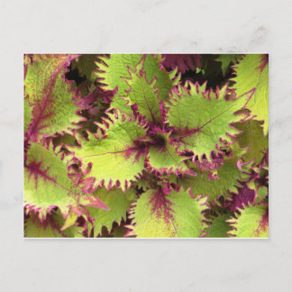 Groene struik briefkaart