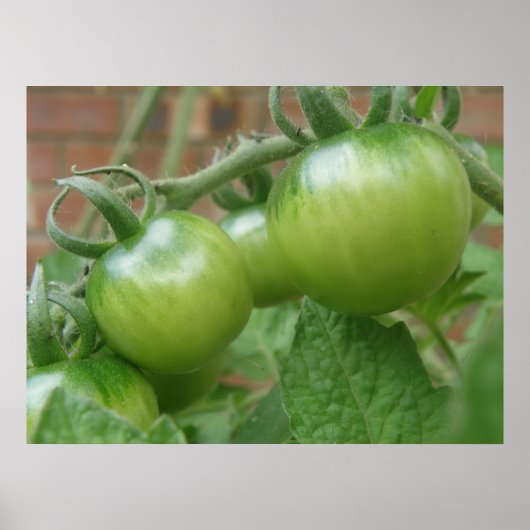 Groene tomaten afdrukken poster (Voorkant)