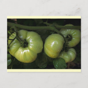 Groene tomaten briefkaart