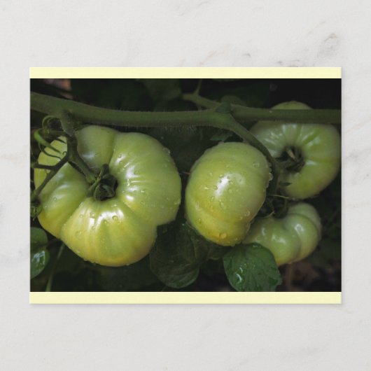 Groene tomaten briefkaart (Voorkant)