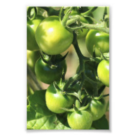 Groene tomaten foto afdruk