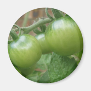 Groene tomaten Magnet Magneet