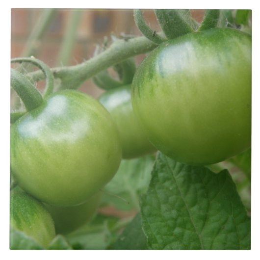 Groene tomaten Tegel Tegeltje (Voorkant)