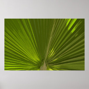 Groene Tropische Palmboom Blad Poster