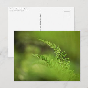 Groene varen natuurfoto briefkaart