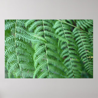 Groene varenbladeren natuurlijke patroon poster