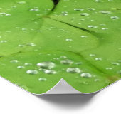 Groene verse shamrock, geluk Sint Patricks klaver Poster (Hoek)