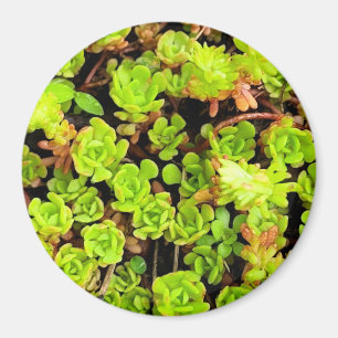 Groene vetplant bloemen magneet