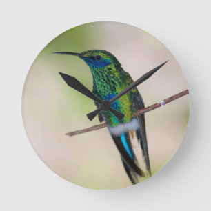Groene Violet-ear Hummingbird Ronde Klok