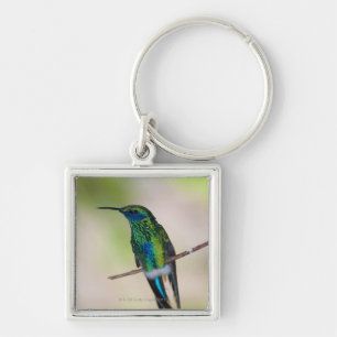 Groene Violet-ear Hummingbird Sleutelhanger
