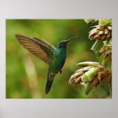Groene Violet-ears Hummingbird Framed Print (Voorkant)