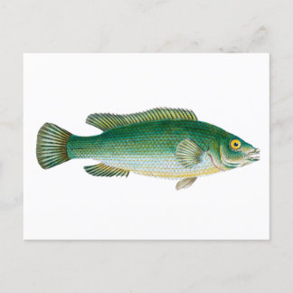 groene vis briefkaart
