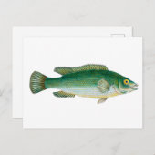  groene vis briefkaart (Voorkant / Achterkant)