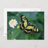 Groene vlinder briefkaart (Voorkant / Achterkant)