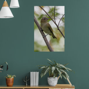 Groene vogel, roodogige video, Canadese fotografie Poster