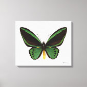 Groene vogelvlinder canvas afdruk (Voorkant)