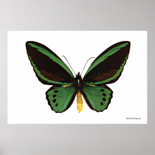 Groene vogelvlinder poster