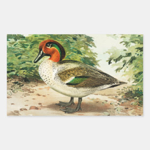 Groene wintertaling rechthoekige sticker