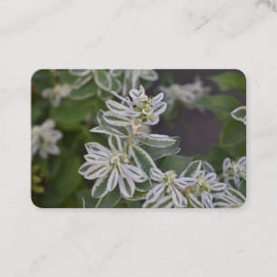  groene witte bloemen Floral Fern Garden Visitekaartje