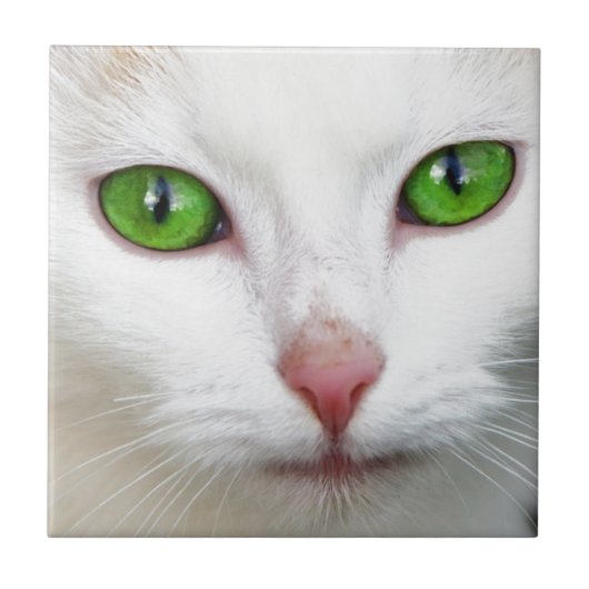 Groene witte kat tegeltje (Voorkant)