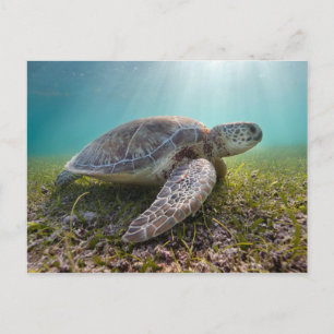 Groene Zee schildpad in duusk   Akumal Bay Briefkaart