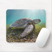 Groene Zee schildpad in duusk | Akumal Bay Muismat (Met muis)