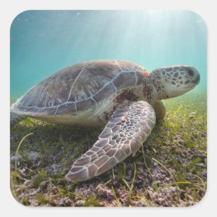 Groene Zee schildpad in duusk   Akumal Bay Vierkante Sticker