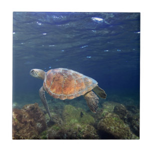 Groene zee schildpad onderwater paradijselijk eila tegeltje
