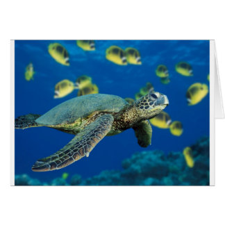Groene Zee Turtle