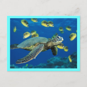 Groene Zee Turtle Briefkaart