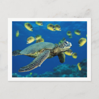 Groene Zee Turtle Briefkaart