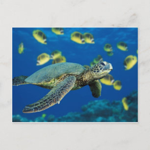 Groene Zee Turtle Briefkaart