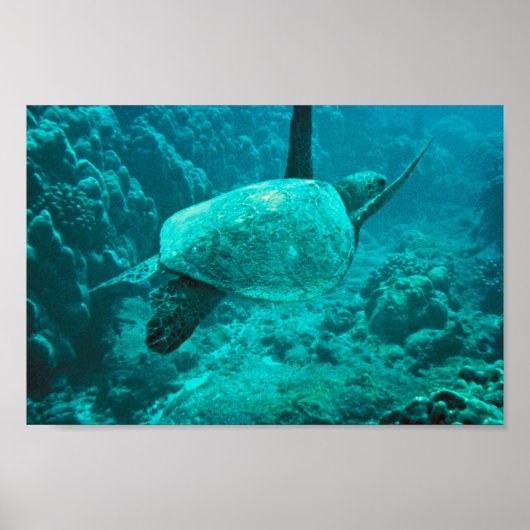 Groene Zee Turtle Poster (Voorkant)