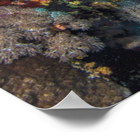 Groene Zee Turtle | Rood Zee Poster (Hoek)