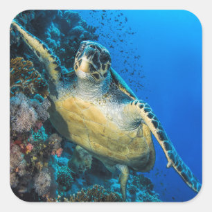 Groene Zee Turtle Rood Zee Vierkante Sticker
