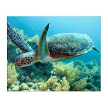 Groene Zeeen schildpad zwemt het rode Zee