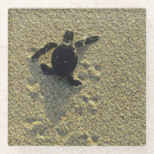 Groene zeeschildpad, (Chelonia mydas), jong dier Glazen Onderzetter