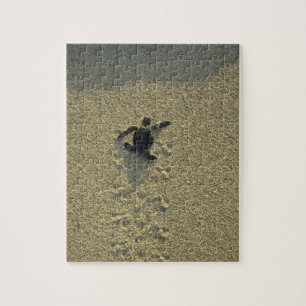 Groene zeeschildpad, (Chelonia mydas), jong dier Legpuzzel