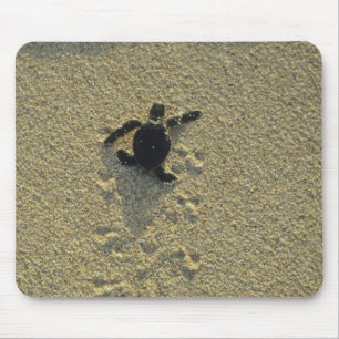 Groene zeeschildpad, (Chelonia mydas), jong dier Muismat